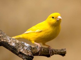 Canary