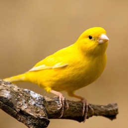 Canary